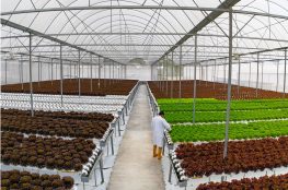 veggie-nature-a-farm-to-table-experience-at-berjaya-hills-1